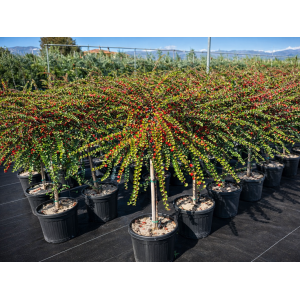 Skalník rozprestretý (Cotoneaster hrizontalis) - výška 60-80 cm, kont. C7L (-24°C) - NA KMIENKU